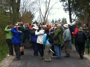 Checking out the Bell's Vireo