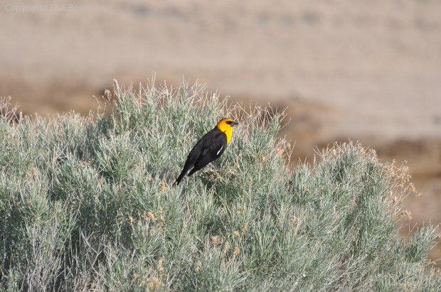 Yellow headed Blackbird