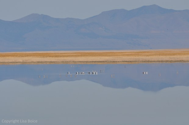 Peace at Antelope Island