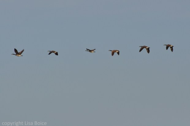 Canada Geese