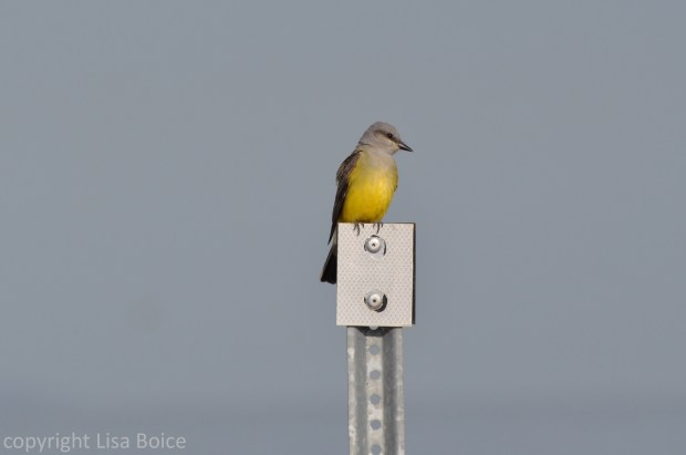 Western Kingbird
