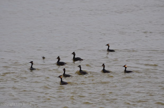 Eared Grebes