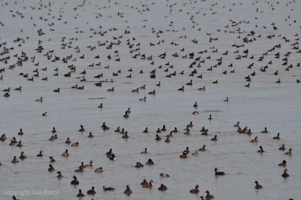 More Eared Grebes