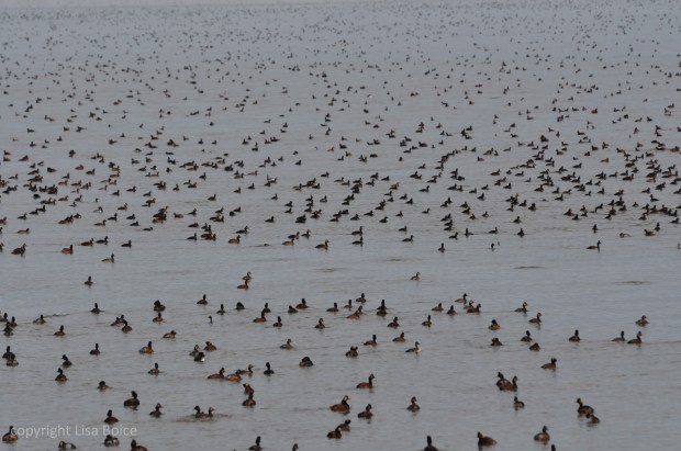 Even more Eared Grebes