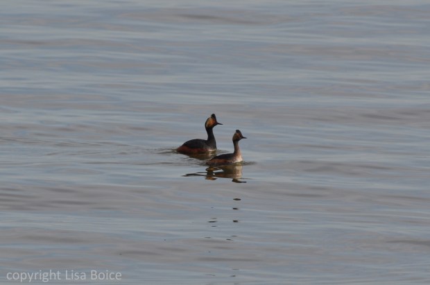 Pair of Eared Grebes