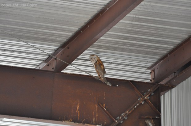 Barn Owl