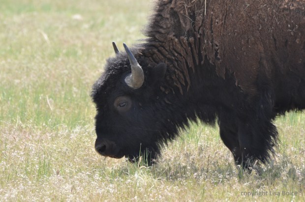 Buffalo