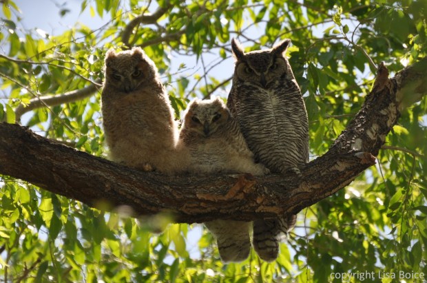 Great Horned Owls