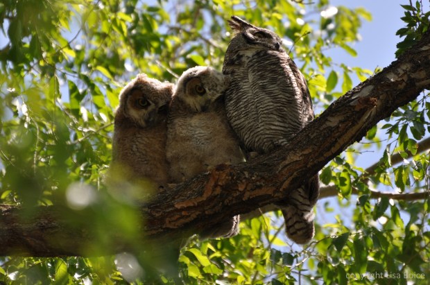 Great Horned Owl and owlets