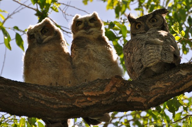 Great Horned Owls up close