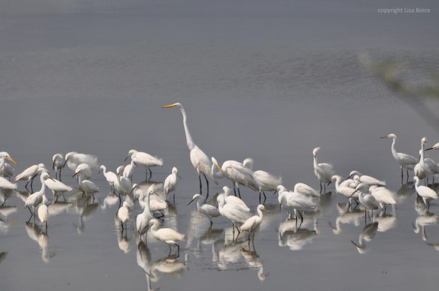 Common Egret and Snowy Egrets