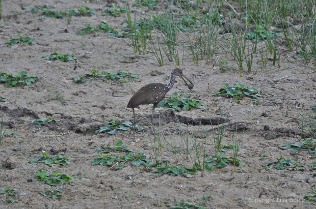 Limpkin with apple snail