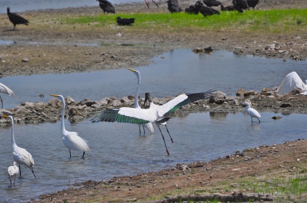 Wood Stork