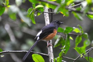 White-rumped Shama