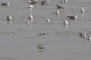 A Bonaparte's Gull among a flock of California Gulls.