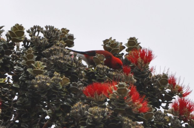 The Apanane looks like the 'I'Iwi but has a black bill.