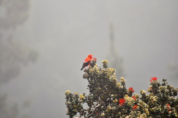 The 'I'Iwi gives us a great view of him.