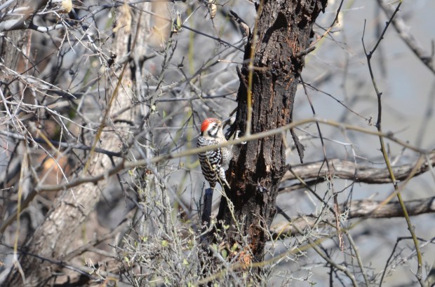 Ladder-backed Woodpecker