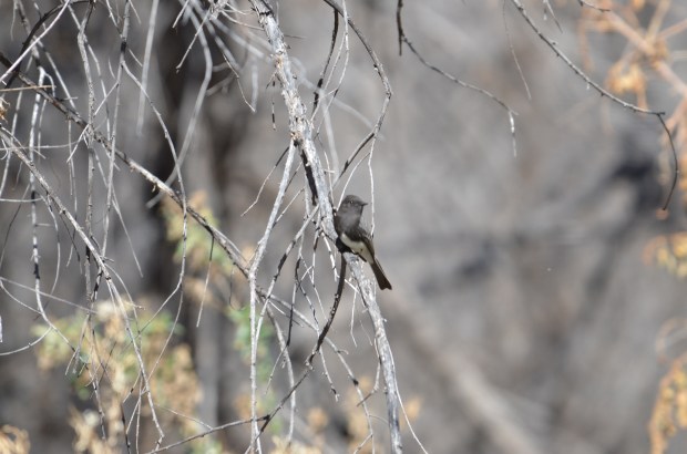 Black Phoebe
