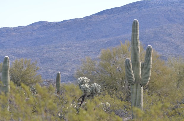 Saguaro National Park