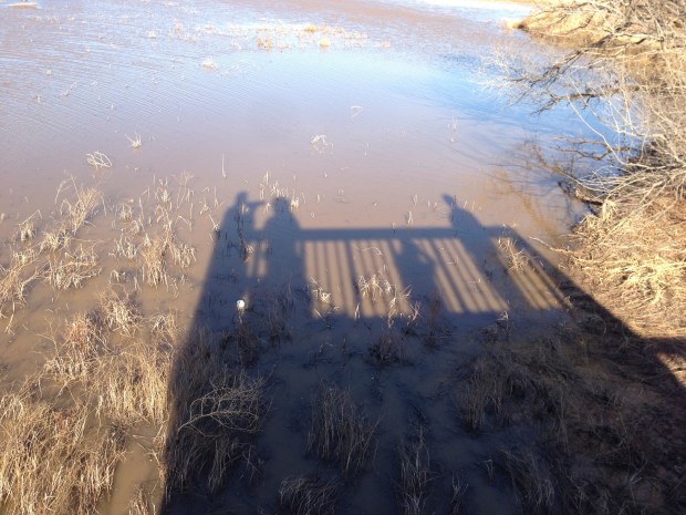 I could spend hours here watching all the waterfowl