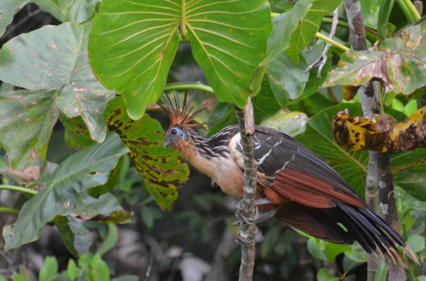 Say "hello" to the Hoatzin.