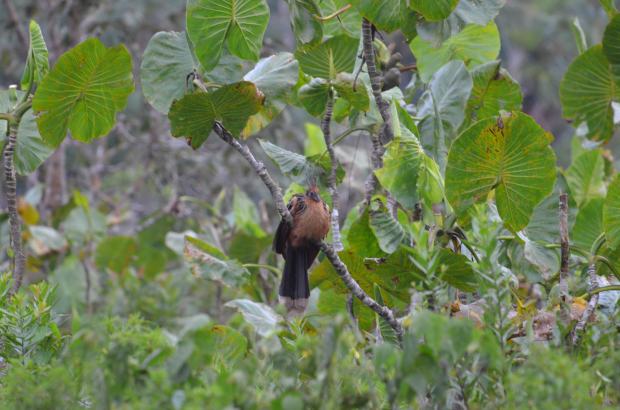 There it is--filling up with air.