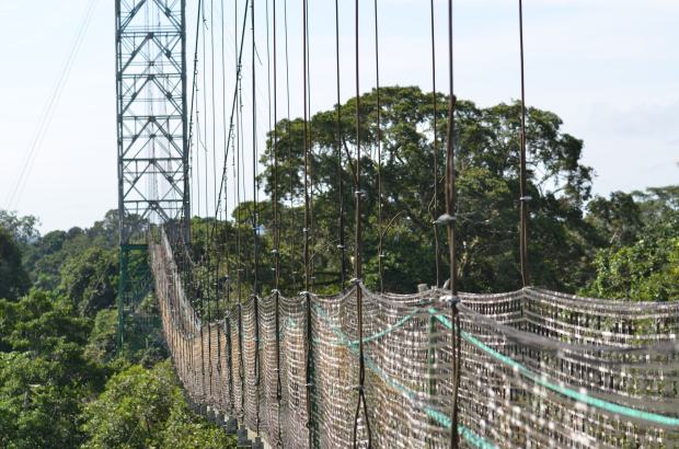 Sacha Lodge Canopy Walkway
