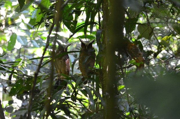 A pair of Crested Owls in Ecuador Amazon