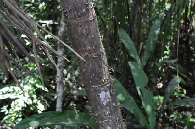 I don't recommend sliding down this tree trunk. Ever.