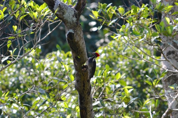 Lineated Woodpecker