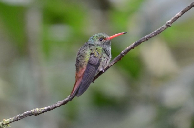 Rufous-tailed Hummingbird 