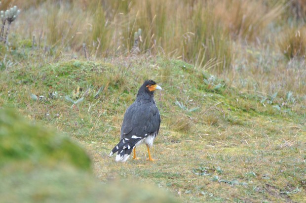 Carunculated Caracara