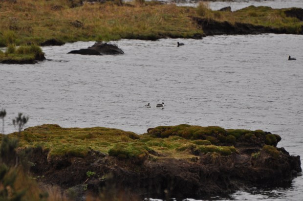 Silvery Grebes