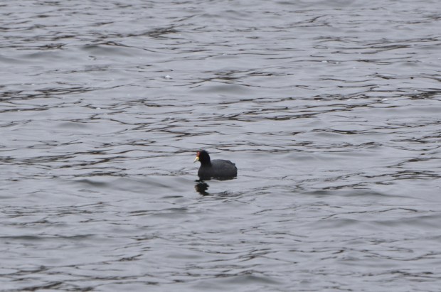 Andean Coot