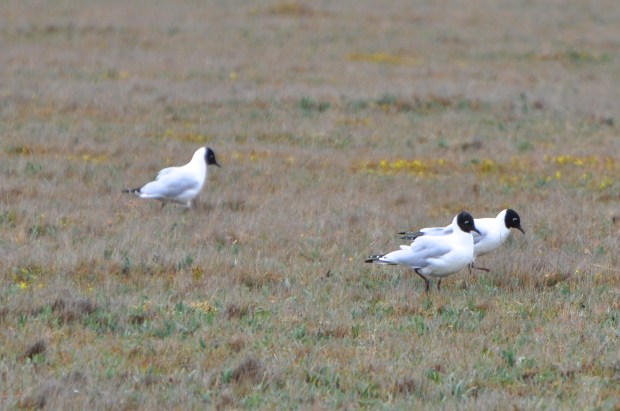Andean Gulls