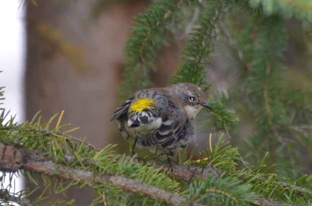 Yellow-rumped Warbler