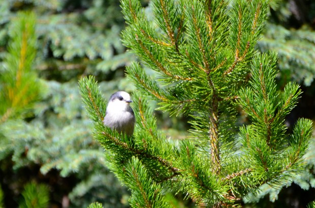 Gray Jay--a cute little fellow just sitting there waiting for me to take his picture