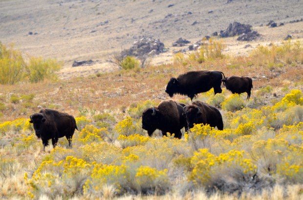 Buffalo on Antelope Island's south end