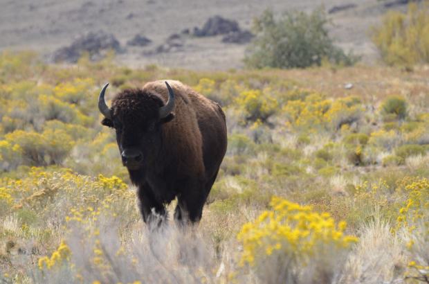 Buffalo posing in the blooming salt bush