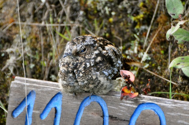 Band-winged Nightjar