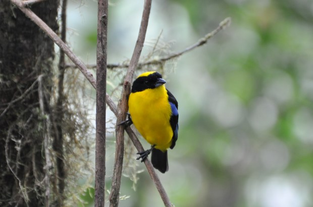 Another Blue-winged Mountain Tanager photo because he gave some good poses