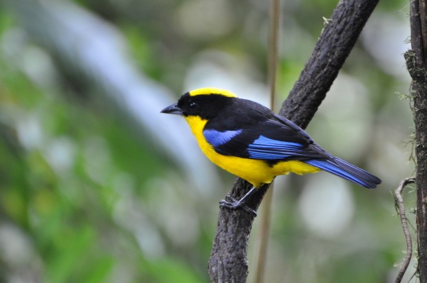 Blue-winged Mountain Tanager up close