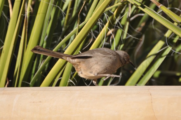 #$%&! Curved-bill Thrasher thinks he's getting away, does he?