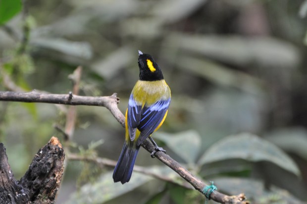 Black-chinned Mountain Tanager (Oh how I love Tanagers!)