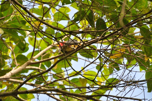 This is the Many-banded Aracari at Sacha Lodge. Well, his butt, at least.