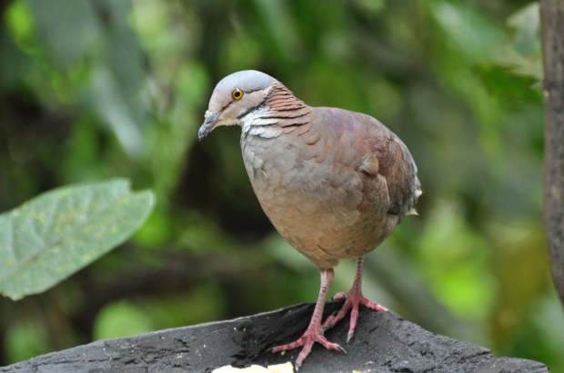 White-throated Quail-dove