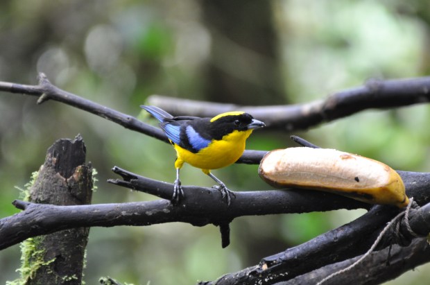 Blue-winged Mountain Tanager