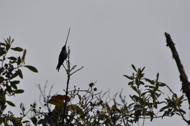 Sword Bill Hummingbird (yeah, I know it's a crummy photo, but you get the gist)