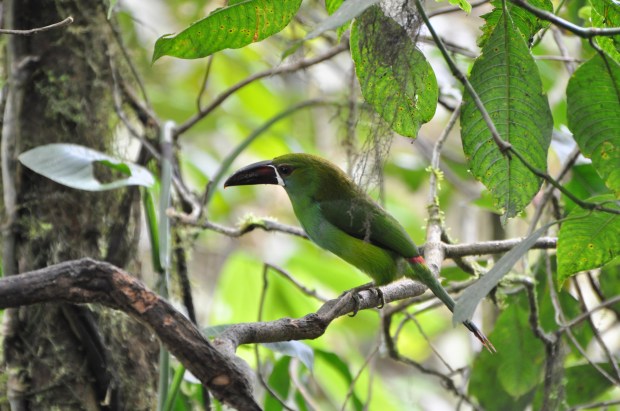 Crimson-rumped Toucanet